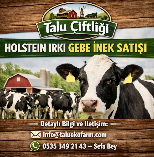 Talu Çiftliği’nden Holstein Irkı Gebe Düve Satışı